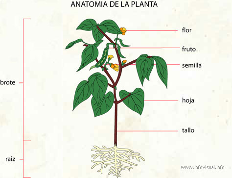 Plantas comestibles para ninos